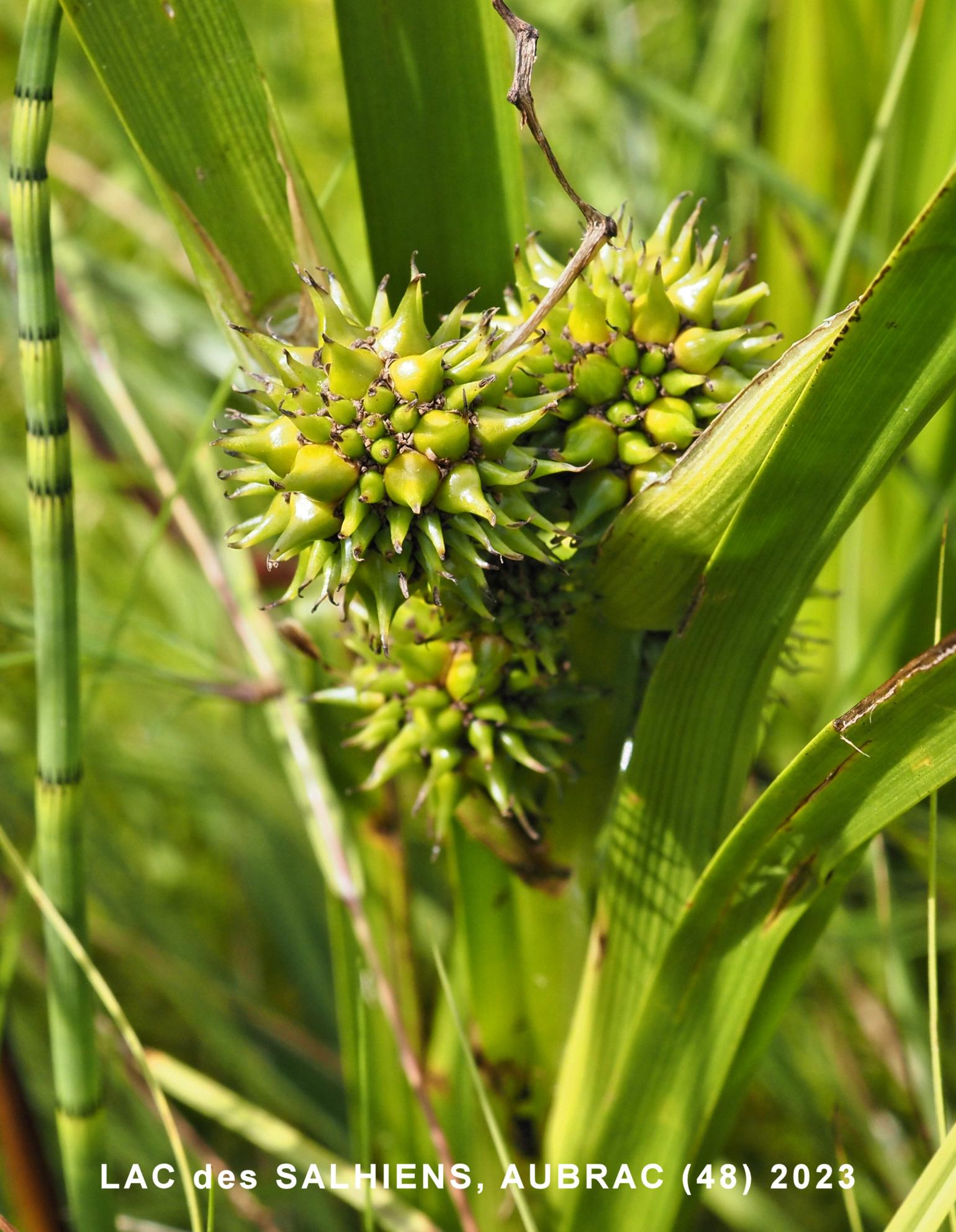 Bur-reed, Common